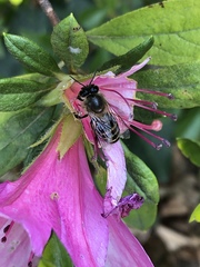 Apis cerana