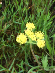 Lomatium caruifolium