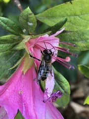 Apis cerana