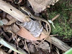 Medway's Emo Skink photo 3