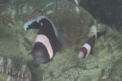 Amphiprion polymnus