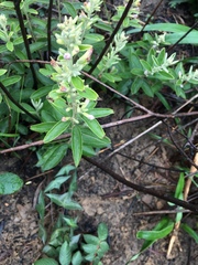 Helicteres angustifolia