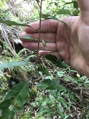 Elaeagnus glabra