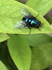 Diptera