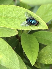 Diptera