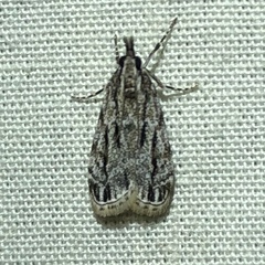 Eudonia strigalis