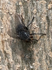 Diptera