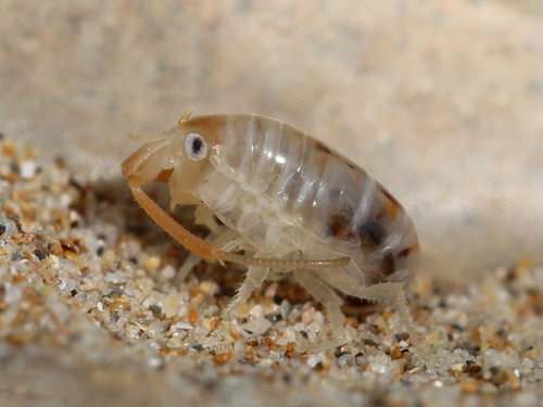 Pulce di sabbia atlantica