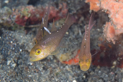 Ostorhinchus hoevenii