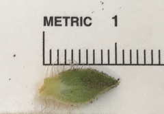 Arctostaphylos viridissima