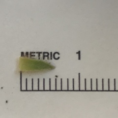 Arctostaphylos viridissima