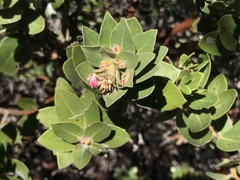 Arctostaphylos viridissima