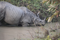 Rhinoceros unicornis