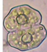 Cosmarium pseudoretusum