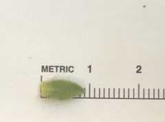 Arctostaphylos viridissima