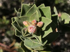 Arctostaphylos viridissima
