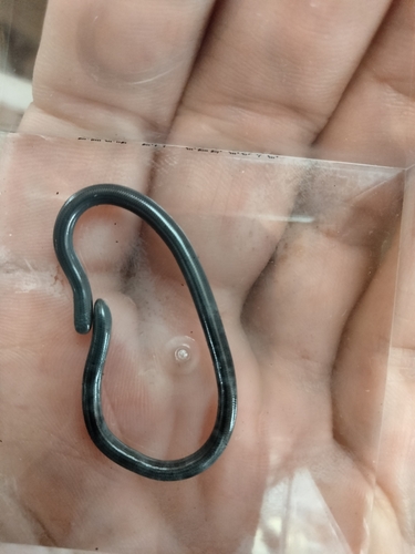 Brahminy Blindsnake