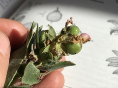 Arctostaphylos viridissima