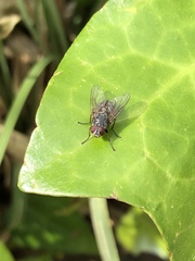 Diptera