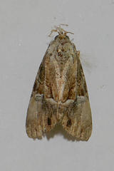 Alophosoma emmelopis