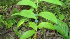Polygonatum odoratum odoratum