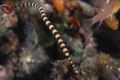 Dunckerocampus dactyliophorus