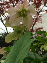 Helleborus viridis viridis