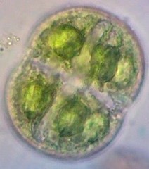 Cosmarium pseudoconnatum