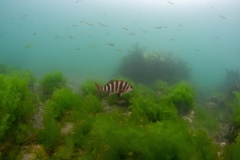 Chirodactylus spectabilis