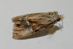 Alophosoma emmelopis