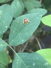 Aspidimorpha