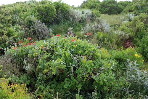 Image of Pelargonium fulgidum by (c) Tony Rebelo, some rights reserved (CC BY-SA)