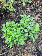 Artemisia japonica