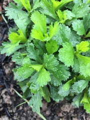 Artemisia japonica