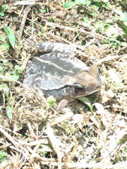 Incilius aucoinae