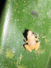 Diasporus