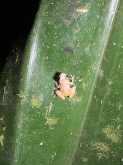 Diasporus