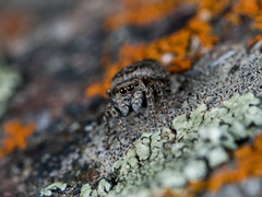 Attulus monstrabilis