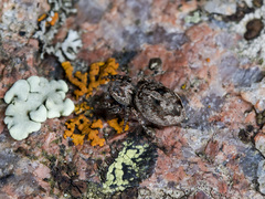 Attulus monstrabilis