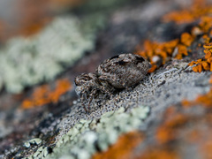 Attulus monstrabilis