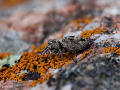 Attulus monstrabilis