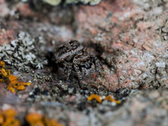 Attulus monstrabilis