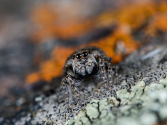 Attulus monstrabilis