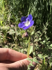 Phacelia viscida viscida