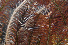 Allogalathea elegans