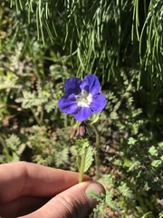 Phacelia viscida viscida