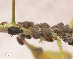 Aphis gossypii