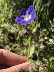 Phacelia viscida viscida