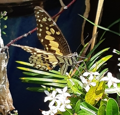 Papilio demoleus malayanus
