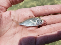 Tidewater Mojarra photo 5